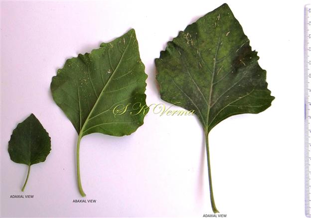  Leaves